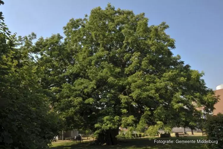 Opnieuw Middelburgse boom genomineerd ‘Voor Boom van het jaar 2020’