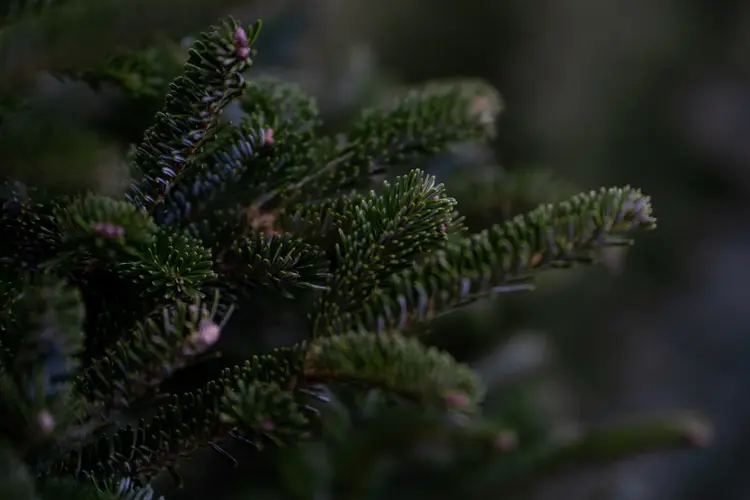 Kerstboom ophaaldagen